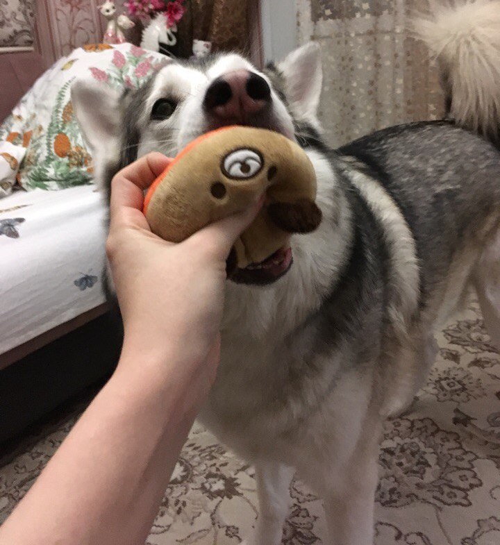 roundplushanimalsqueakytoy