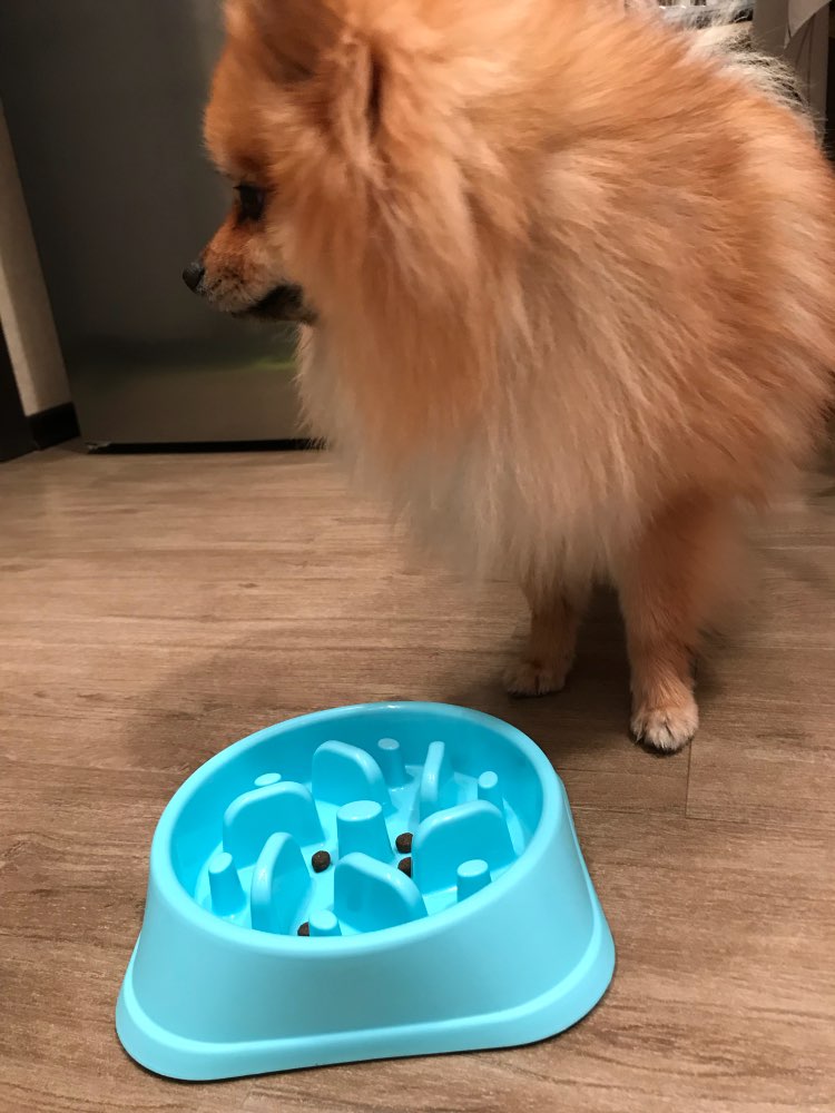 goslowantigulpingdogbowl