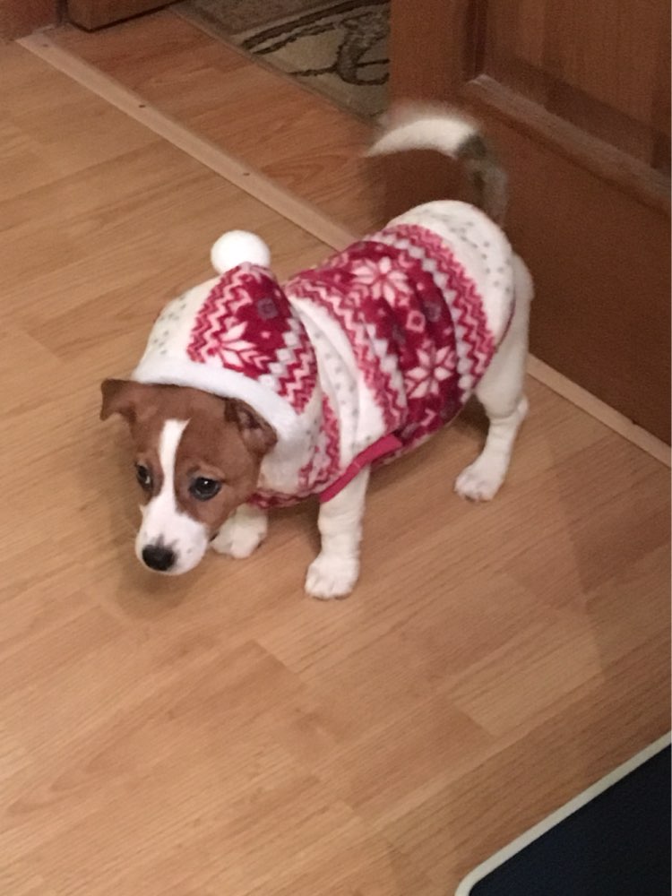 cozysnowflakehoodiedogsweater