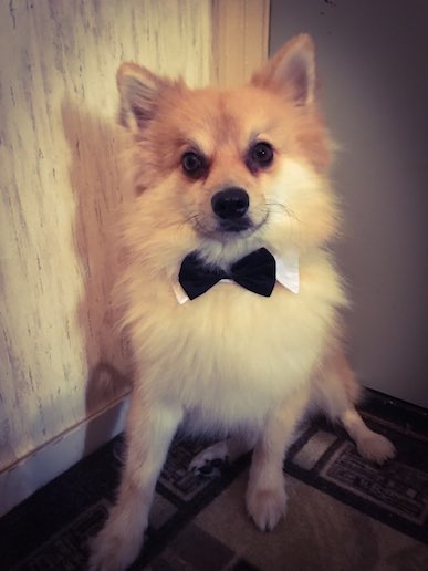 blackbowtiemodel