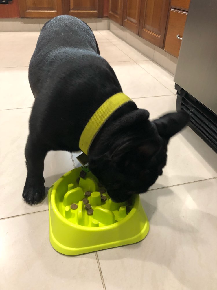 goslowantigulpingdogbowl