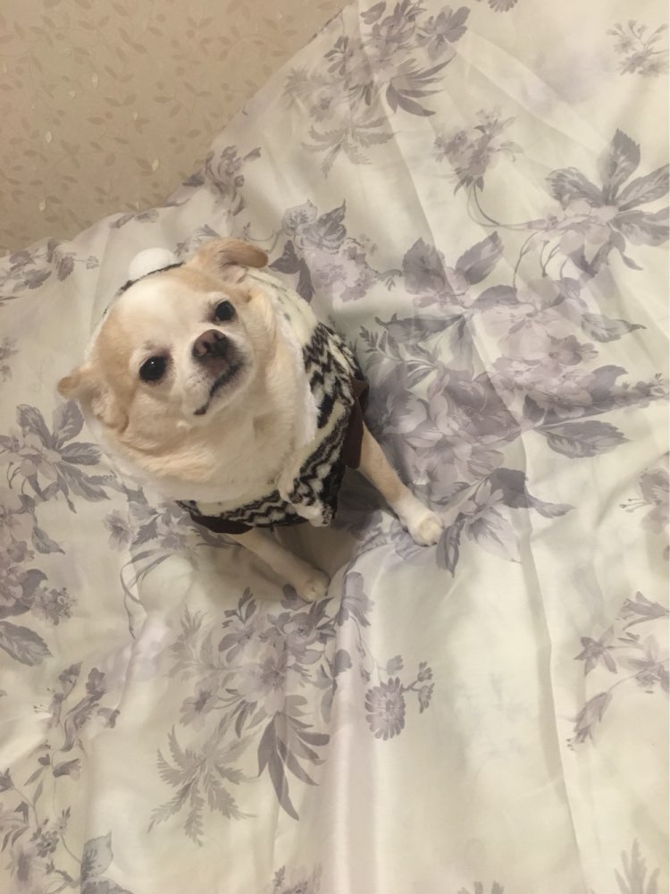 cozysnowflakehoodiedogsweater