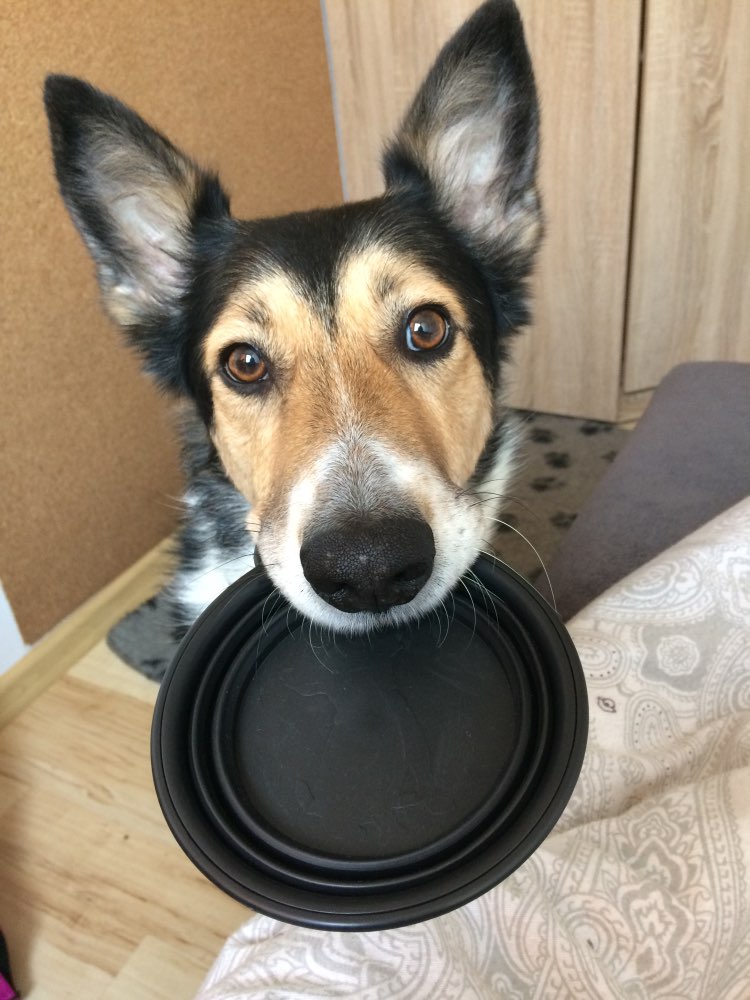 collapsibletravelbowlforpetswithcarabiner