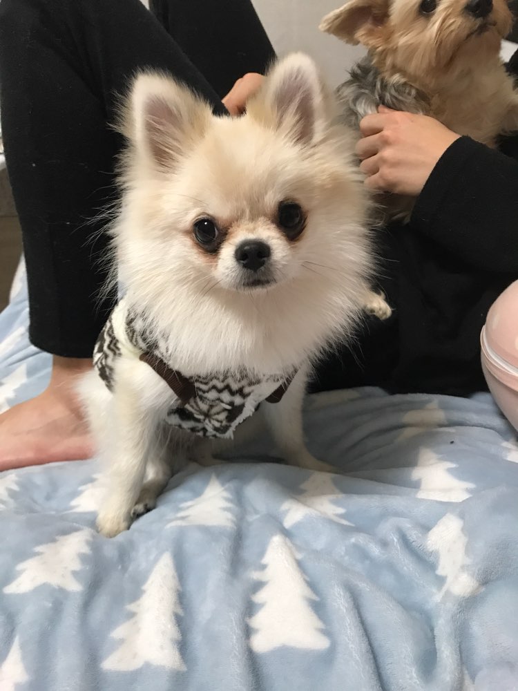 cozysnowflakehoodiedogsweater