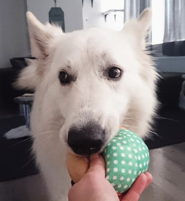 roundplushanimalsqueakytoy