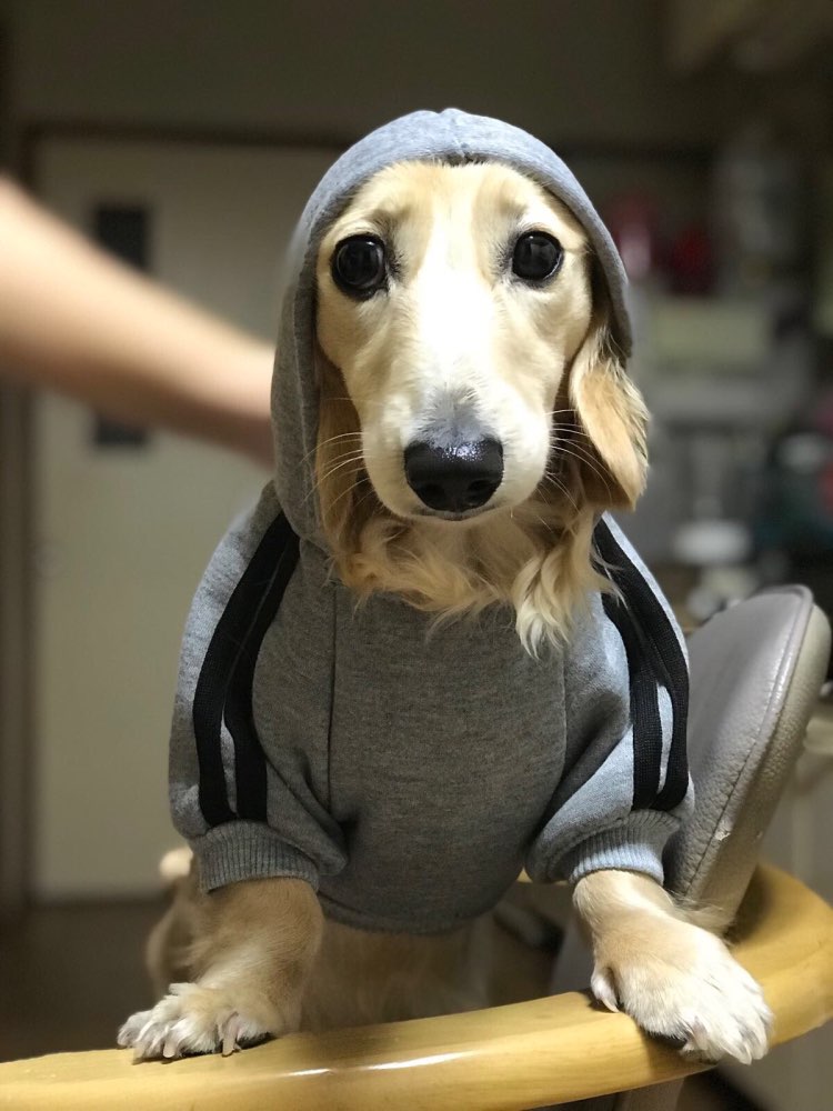 dogbabyhoodie
