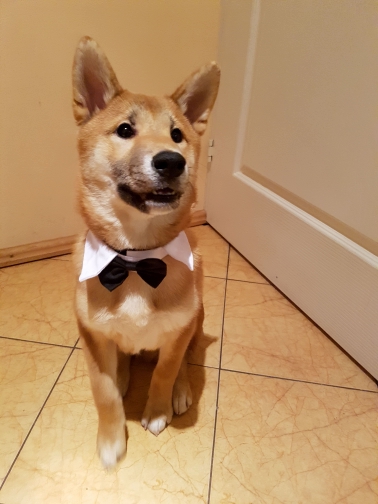 blackbowtiemodel