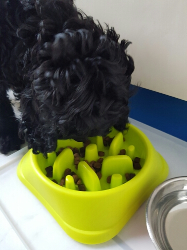 goslowantigulpingdogbowl