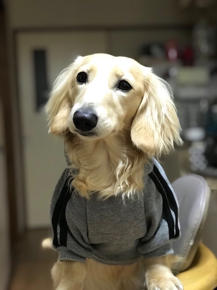 dogbabyhoodie