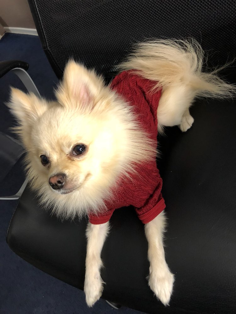 redclassicturtleneckdogsweater