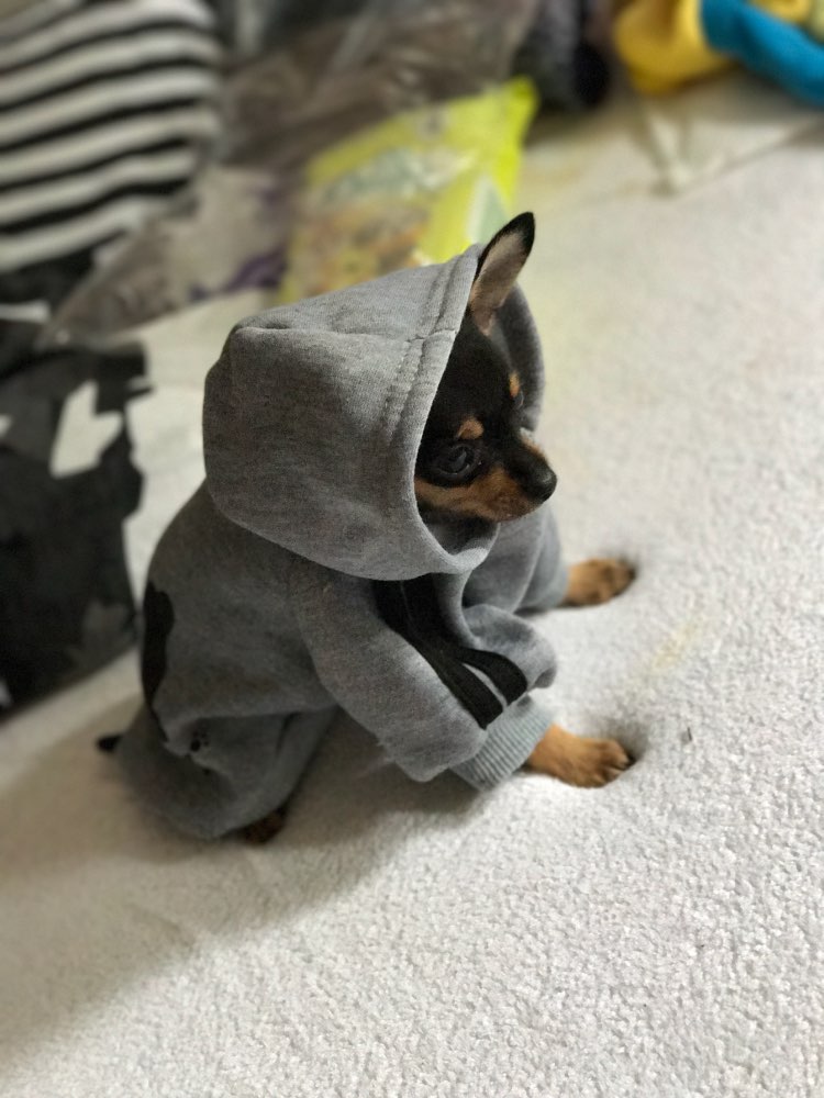dogbabyhoodie
