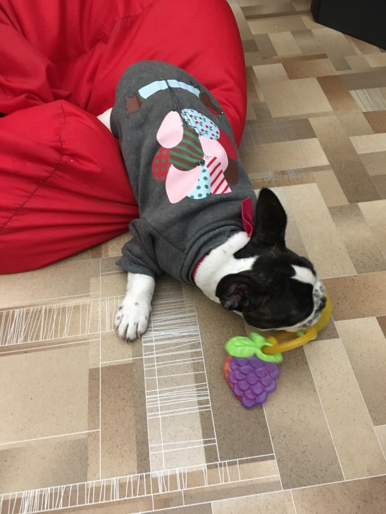 cartoonanimalsweatshirt