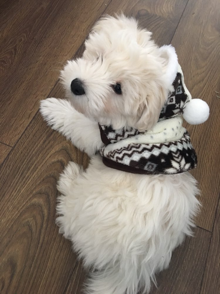 cozysnowflakehoodiedogsweater