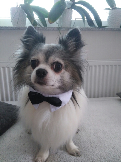 blackbowtiemodel