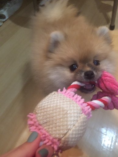 pomeranianbirdchewtoy