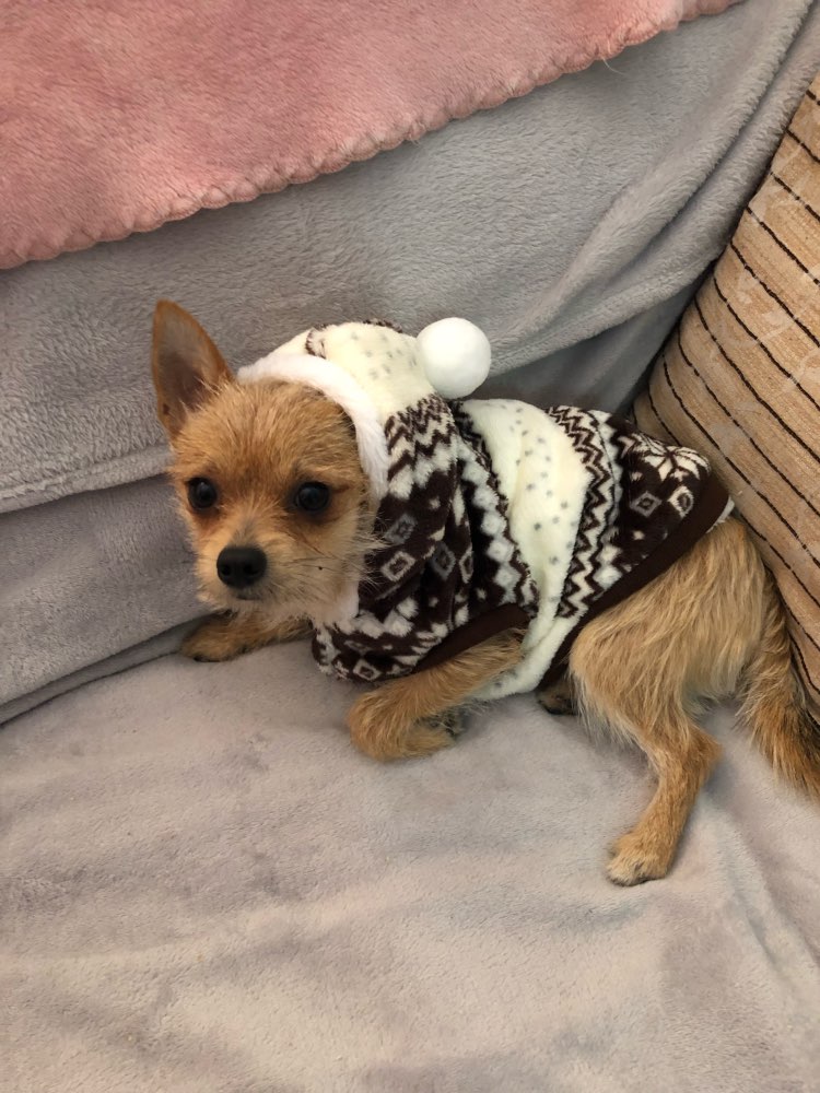 cozysnowflakehoodiedogsweater