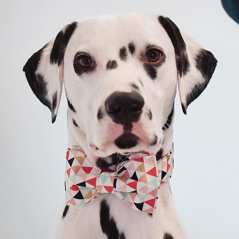 multicoloredbannerdogbowtiecollar
