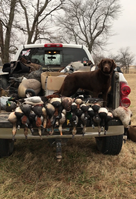 Goose with owner