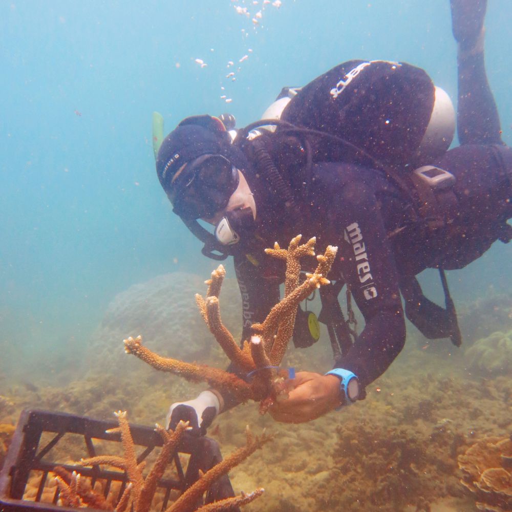 Collecting coral Pieces for Transplant