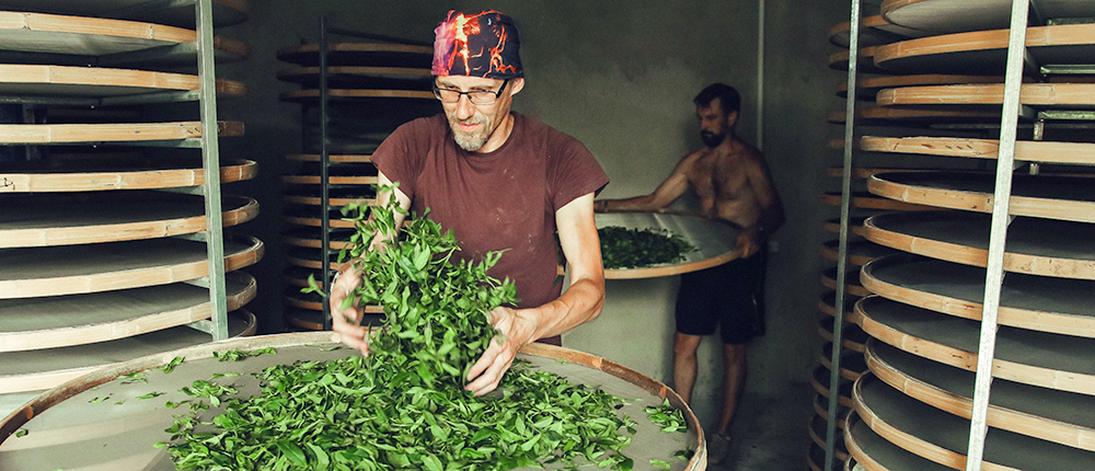 Priit at Renegade Tea Estate factory. Priit at Renegade Tea Estate factory.