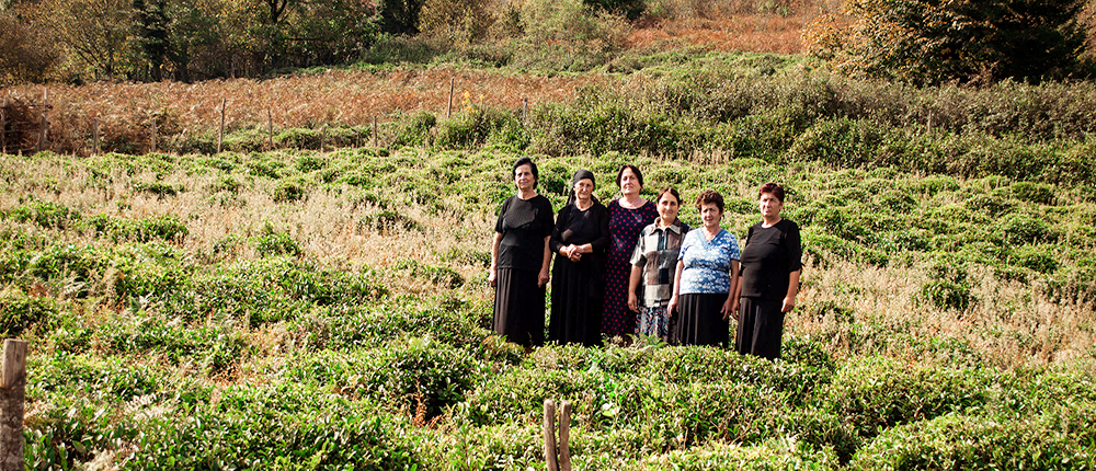 Zhoneti village tea plantation Zhoneti village tea plantation